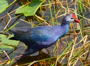 0J6A6391Gray-headed_Swamphen