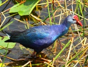 0J6A6392Gray-Headed_Swamphen