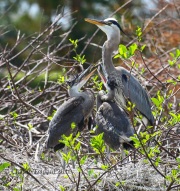 0J6A6441Great-Blue_Heron_Chicks