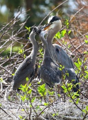 0J6A6446Greta-Blue_Heron_Chicks