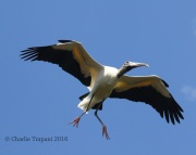 0J6A6464Wood_Stork