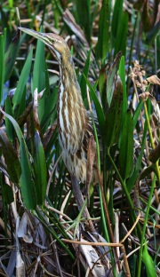 0J6A6492American_Bittern