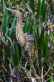 0J6A6494American_Bittern