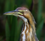 0J6A6504American_Bittern