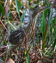 0J6A6521American_Bittern