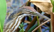 0J6A6544American_Bittern