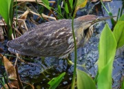 0J6A6572American_Bittern