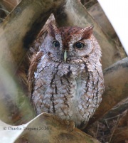 0J6A6579Eastern_Screech_Owl