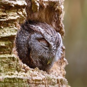 0J6A6586Eastern_Screech_Owl