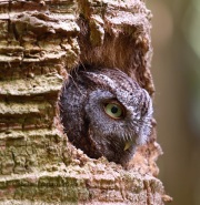 0J6A6589Eastern_Screech_Owl