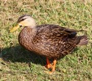 0J6A6617Mottled_Duck