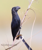 6S3A0006Smooth-Billed_Ani