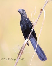 6S3A0013Smooth-Billed_Ani