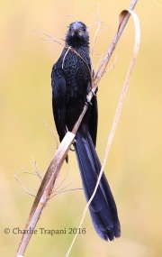 6S3A0018Smooth-Billed_Ani