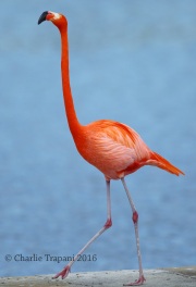 6S3A0123American_Flamingo