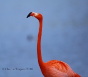 6S3A0126American_Flamingo
