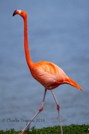 6S3A0128American_Flamingo