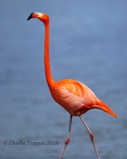 6S3A0129American_Flamingo