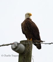 6S3A0147Bald_Eagle