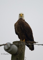 6S3A0151Bald_Eagle