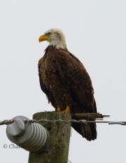 6S3A0160Bald_Eagle