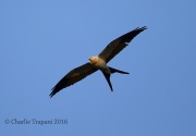 6S3A9899Swallow-Tailed Kite
