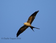 6S3A9907Swallow-Tailed Kite