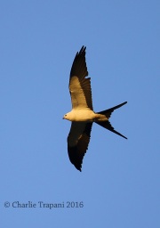 6S3A9909Swallow-Tailed Kite