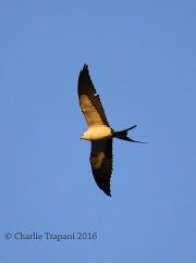 6S3A9912Swallow-Tailed Kite