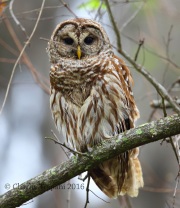 6S3A9918Barred_Owl