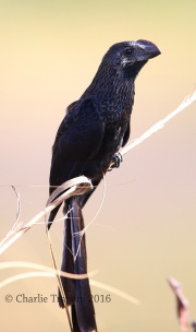 6S3A9995Smooth-billed_Ani