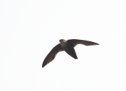 0J6A3162Chimney_Swift