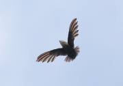 0J6A3187Chimney_Swift