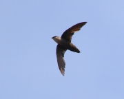 0J6A3313Chimney_Swift