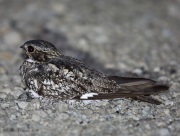 6S3A7891CommonNightHawk