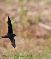 6s3a2412chimneyswift_greenpond