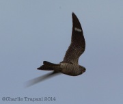 6s3a3293commonnighthawk
