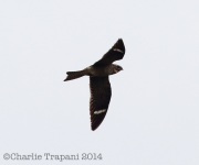 6s3a3305commonnighthawk