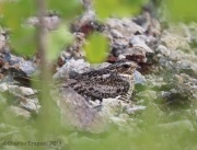 6s3a3318commonnighthawk