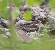 6s3a3319commonnighthawk