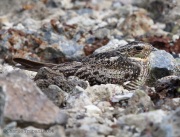6s3a3321commonnighthawk