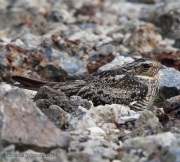 6s3a3322commonnighthawk