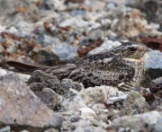 6s3a3324commonnighthawk