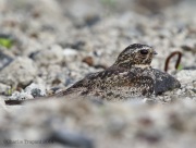 6s3a3326commonnighthawk
