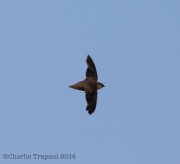 6s3a6054chimneyswift_greenpond