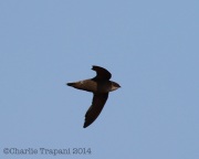 6s3a6061chimneyswift