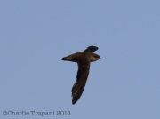 6s3a6065chimneyswift