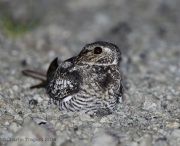6s3a7894commonnighthawk