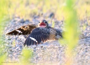 6s3a8385femalecommonnighthawk