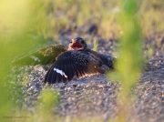 6s3a8388femalecommonnighthawk
